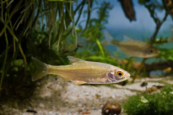 Молоді Звичайні Таргани Активні Цікаві Прісноводні Риби Саджанському Біотопному Акваріумі — стокове фото