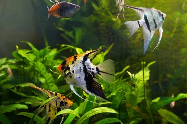 Arcobaleno Adulto Novellame Koi Angelfish Boesemani Popolari Razze Artificiali Commercio — Foto Stock