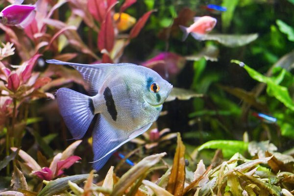 angelfish, artificial aqua trade breed of famous wild Pterophyllum scalare cichlid, blue coloration, popular, beautiful ornamental fish from South America in nature planted aquarium