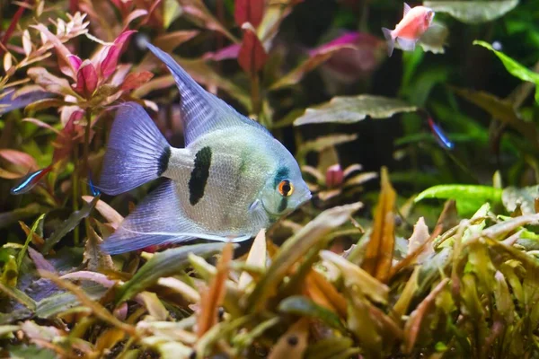 天然植え水族館で有名な野生のPterophyllumスケアリッド 青の色 南アメリカのブラックウォーター川から人気の観賞魚の人工的なアクア貿易品種エンジェルフィッシュ — ストック写真