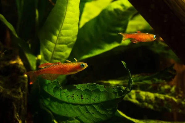 パスカの青い目 若くカラフルな大人 人気の淡水観賞用の矮星の魚は ヨーロッパの植えられたブラックウォーター水族館 タンニンと濃い酸性の水 ナノ水のデザインで生活を楽しむ — ストック写真