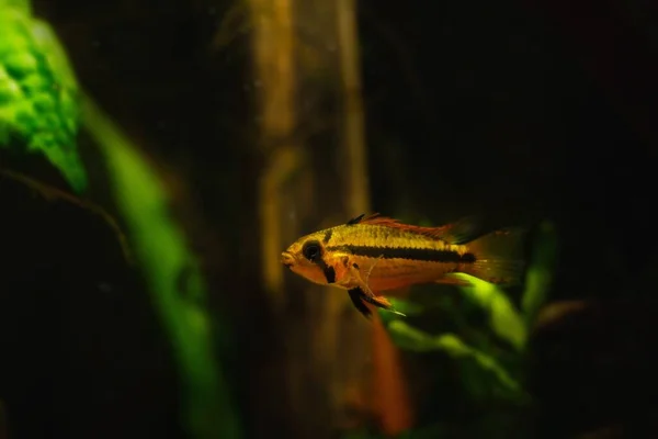 Fiatal Hím Apistogramma Cacatuoides Népszerű Édesvízi Törpe Cichlid Érzékeny Érzékeny — Stock Fotó