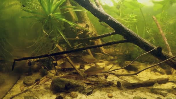 Europese bitterheid, zonnig leven samen in gematigd Europees koudwater rivierbiotoop aquarium, dominante mannelijke vissen pronken — Stockvideo