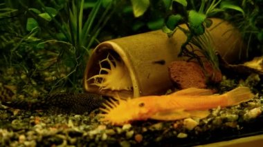 Ancistrus sp., turuncu bushynose catfish, huzurlu ve kullanışlı Loricaridae yosun yiyen türler, seramik pipo üretiminde baskın yetişkin erkek.