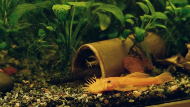 Ancistrus sp., turuncu bushynose yayın balığı, komik, barışçıl ve yararlı Loricariiidae tatlı su yosunları yiyen türler. — Stok video