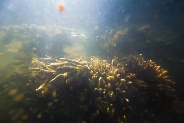 Big Colony Common Freshwater Sponge Feed Floating Organic Particles Bed — Stock Photo, Image