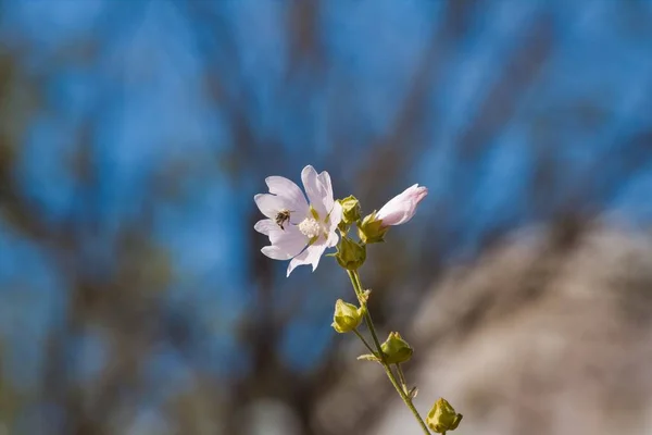 Wild Flower Fresh Buds Musk Malva Blurred Blue Summer Sky — Stock Photo, Image