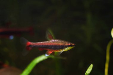 Genç ve sağlıklı yetişkin kalem balığı doğada biotope akvaryumu, Brezilya süs suyu balığı Rio Negro 'dan, bulanık arkaplan resmi