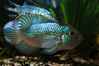 Elektrik mavisi acara, tatlı su ciklet balığı erkek, doğal akvaryumdaki dişi, güzel ve barışçıl yapay türleri gösteriyor ve kur yapıyor.