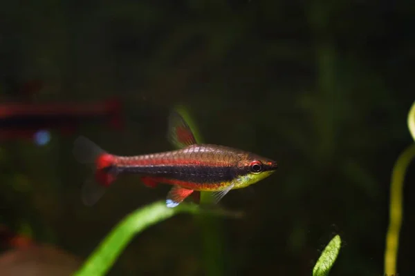 Ung Och Frisk Vuxen Pennfisk Naturen Biotop Akvarium Brasilianska Prydnadsväxter — Stockfoto