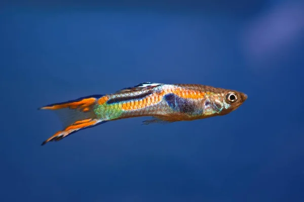 Neon Leuchtender Süßwasser Zwergfisch Endler Guppy Biotop Aquarium Beliebte Kommerzielle — Stockfoto
