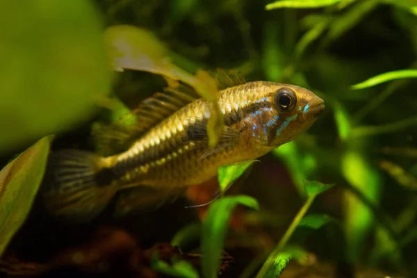 野生の若い男性Apistogramma Mendezi 珍しい淡水小人シリコン 葉の中の臆病な非表示 黒水リオNegroビオトープ水生動物のデザイン 低Ph酸性の生息地 — ストック写真