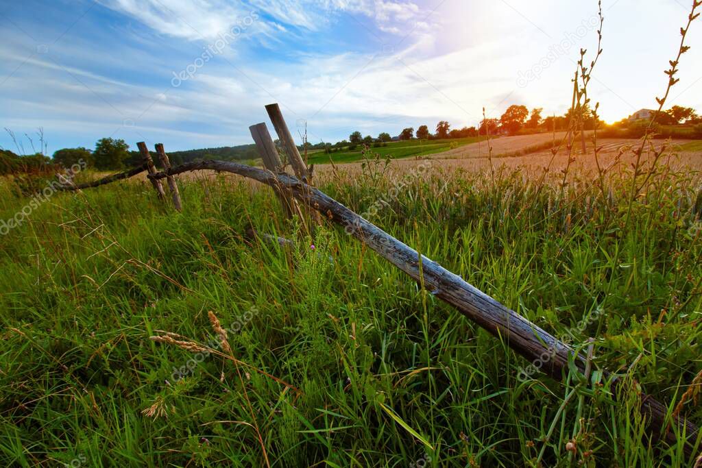 old abandoned wooden hedge, forb field and wheat fields, rich weed vegetation, evening setting sun and clouds, midsummer sunset, romantic rural landscape background