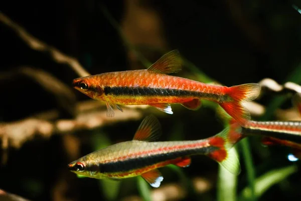 Ενήλικα Pencilfish Απολαμβάνουν Ζωή Στη Φύση Βιοτόπων Ενυδρείο Σχεδιασμό Αμυδρό — Φωτογραφία Αρχείου