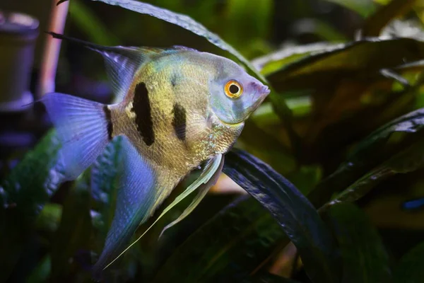 Jovem Angelfish Adulto Curioso Artificial Aqua Comércio Raça Ciclídeo Bela — Fotografia de Stock