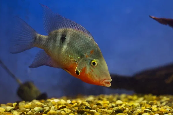 Firemouth Cichlid Young Freshwater Aggressive Fish Yucatan Mexico Full Coloration — Stock Photo, Image
