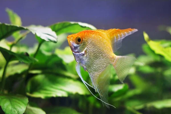 Young Curious Adult Female Angelfish Unusual Artificial White Orange Coloration — Stock Photo, Image