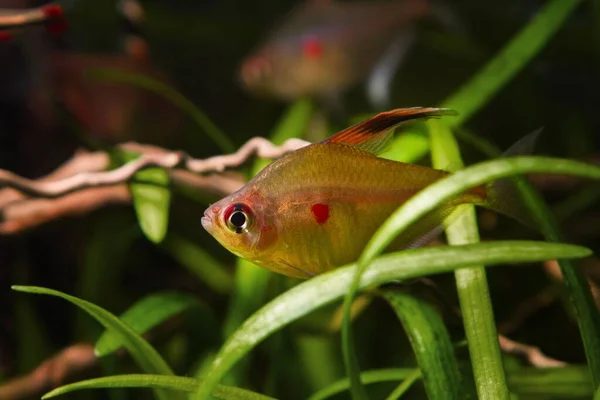 Blyg Och Nyfiken Vuxen Kvinna Blödande Hjärta Tetra Stor Fisk — Stockfoto