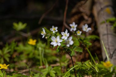Küçük beyaz çiçekler ve tomurcuklar yeşil yapraklı uzun bir gövde üzerinde, ilkbahar sabahı orman çayırında, bitkiler ve ağaç kökleri üzerindeki sıcak güneş ışığı, doğa kavramını anlamak