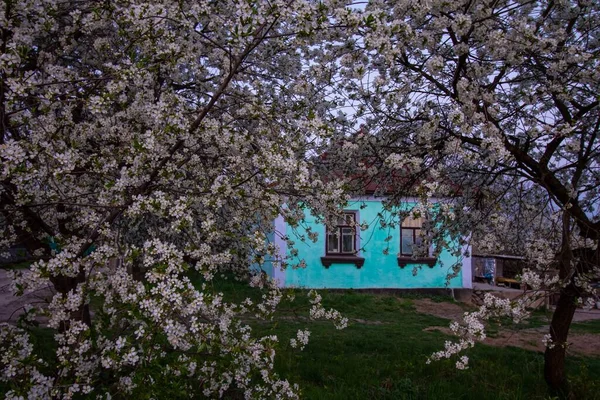 Cerisiers Aigres Fleurs Généreuses Profiter Tôt Nuit Printemps Vieille Maison — Photo