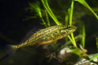 adult ninespine stickleback, active and curious, tiny freshwater decorative wild fish feel good in European biotope aquarium, beauty of nature clipart