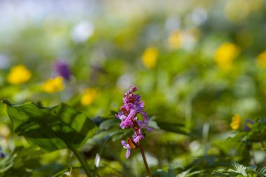 delicate fresh lilac fumewort blossom, possibly Corydalis solida in morning sun, forest meadow in dark blurred bokeh, seasonal nature awakening macro image