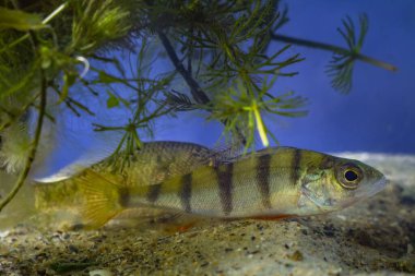 European perch, wild caught juvenile freshwater predator fish hiding in dense vegetation of hornwort, temperate biotope aquarium