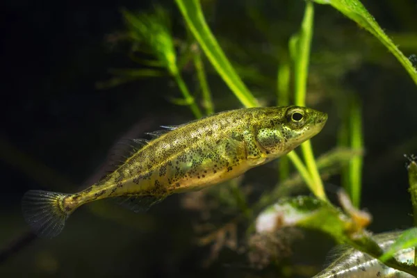 Adult Ninespine Stickleback Active Curious Tiny Freshwater Decorative Wild Fish — Stock Photo, Image