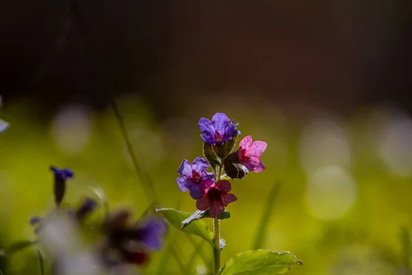 Malá Růžová Fialová Modrá Barevná Suffolk Plísňová Květenství Dřevěná Louka — Stock fotografie