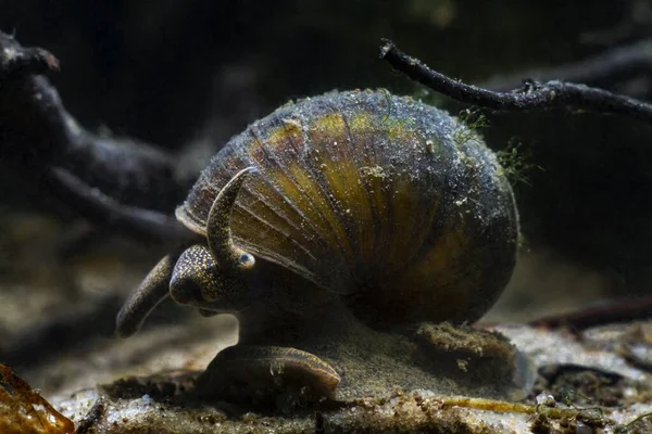 Funny Looking Aquatic Mollusk Viviparous Freshwater River Snail Plankton Feeder — Stock Photo, Image