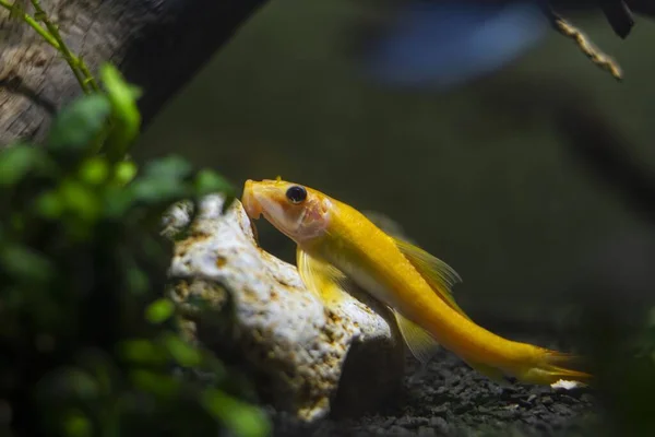 Gyrinocheilus Aymonieri Dospělá Dominantní Fena Populární Okrasné Cypriniformní Druhy Pomerančovníku — Stock fotografie