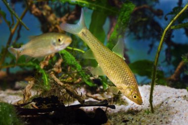 Üst ağız güvercini, doğudan gelen yaygın tatlı su cüce balığı, son derece uyumlu ve dayanıklı türler ararlar ve kum tabanında lezzetli yiyecekler bulurlar.