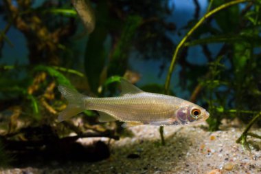 Genç hamamböceği, turuncu gözlü sağlıklı tatlı su balığı biyo-akvaryumda, ılıman nehir ekosisteminde son derece uyumlu türler.