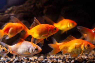 Oranda ve koi balığı sürüsü birlikte yüzer, ticari su ticareti türünde vahşi Carassius auratus sazanı, düşük ışık tasarım konseptinde popüler süs balığı.