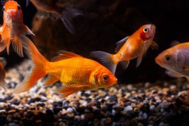 Oranda ve koi balığının kaotik yüzüşü, ticari su ticareti Carassius auratus sazanı, düşük hafif doğa tasarımı kavramında popüler süs balığı.