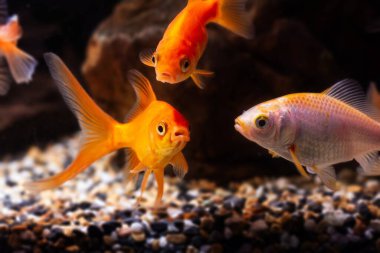 ilginç, şirin oranda ve koi balığı, ticari su ticareti Carassius auratus sazanı, düşük hafif doğa tasarım tankında popüler süs balığı