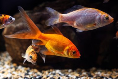 Farklı yavru ve oranda balığı, ticari su ticareti Carassius auratus sazanı, düşük hafif doğa tasarım tankında popüler süs balığı.