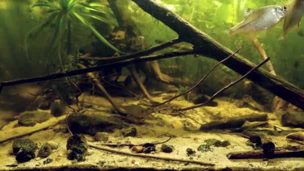 European bitterling, sunbleak, common ruffe and weatherfish, feed on frozen cyclops and artemia in European river biotope aquarium, wild fish in captive — Video