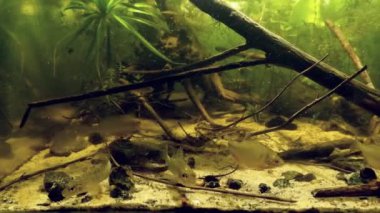 European bitterling, sunbleak, common ruffe and weatherfish, feed time in temperate European coldwater river biotope aquarium, wild fish in captive