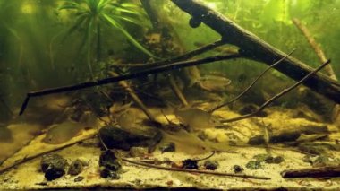 European bitterling, sunbleak, ninespine stickleback and weatherfish, feeding with frozen cyclops and bloodworm in European river biotope aqua