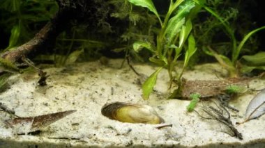 ninespine stickleback wild fish, aquatic bivalve mollusk Unio pictorum together in temperate European coldwater biotope aqua, natural behaviour in captive