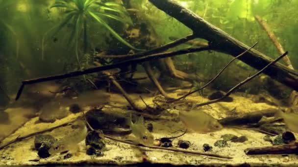 European bitterling, sunbleak, common ruffe and weatherfish, feed time in temperate European coldwater river biotope aquarium, wild fish in captive — Wideo stockowe