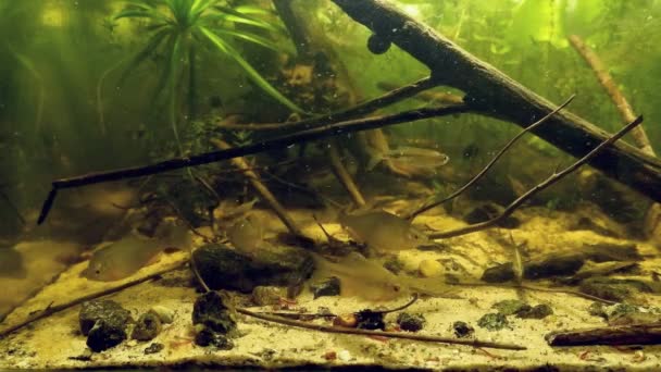 European bitterling, sunbleak, ninespine stickleback and weatherfish, feeding with frozen cyclops and bloodworm in European river biotope aqua — Stock video