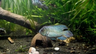 electric blue acara, freshwater cichlid fish male in spectacular colors shows off, beautiful and peaceful artificial breed species in natural aqua