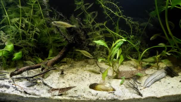 Shoal of ninespine stickleback wild fish explore sand bottom in temperate European coldwater biotope aquarium, small aquatic bivalve mollusk Unio pictorum — стоковое видео