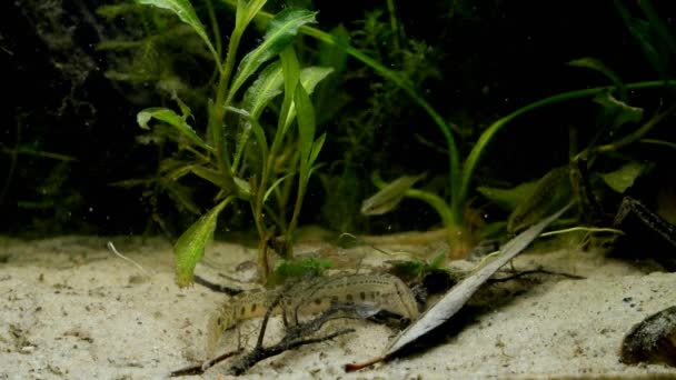 Spined loach not afraid of people, ninespine sticklebacks blurred in background in European coldwater biotope aqua, captive wild fish — Stockvideo