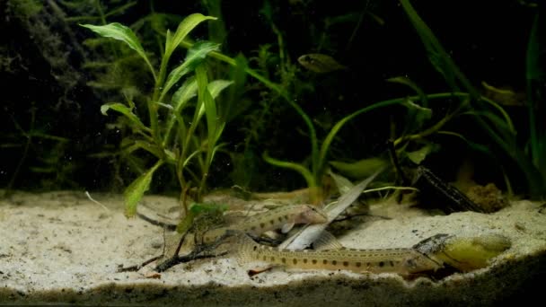 Spined loach adults dig in sand substrate to find food, wild fish behaviour in European coldwater biotope aquarium — 图库视频影像