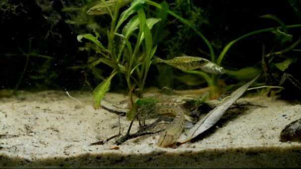 Spined loach en face dig in sand substrate not afraid of people, active ninespine sticklebacks blurred in background in European coldwater biotope aqua — Video