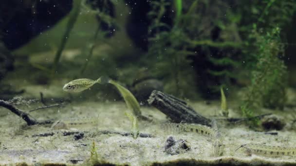 Spined loach adults dig in sand substrate to find food, active captive wild fish behaviour in European coldwater biotope aqua — Stock video