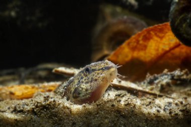 Garip omurgalı loach balıkları kendilerini kuma gömerler, kötü hava tahminlerinde bulunurlar, Avrupa 'nın vahşi biotope akvaryumunda cüce soğuk su türleri, nehrin dibindeki yakın plan kafa portresi.